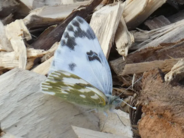 Pontia edusa - rezedalepke