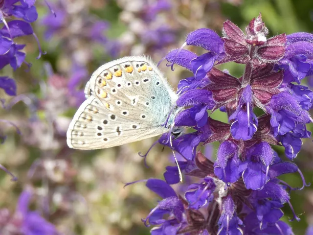 Polyommatus icarus - közönséges boglárka