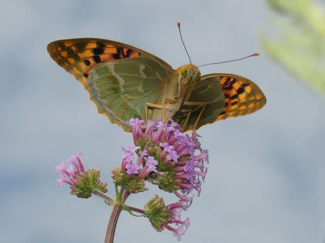 Argynnis pandora - zöldes gyöngyházlepke