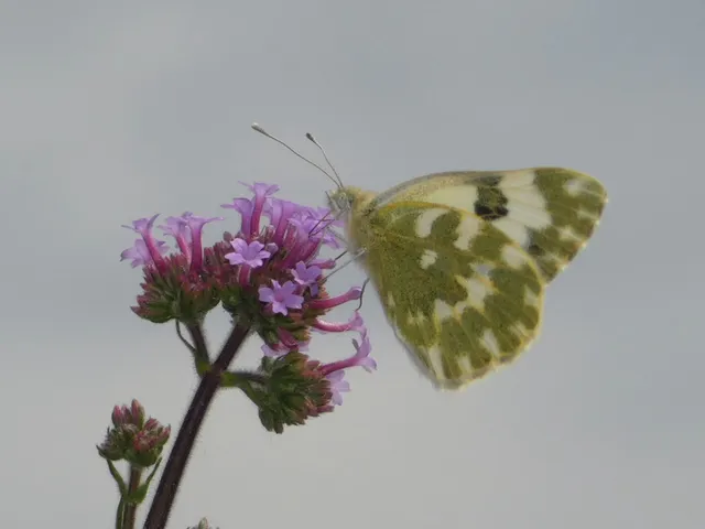 Pontia edusa - rezedalepke