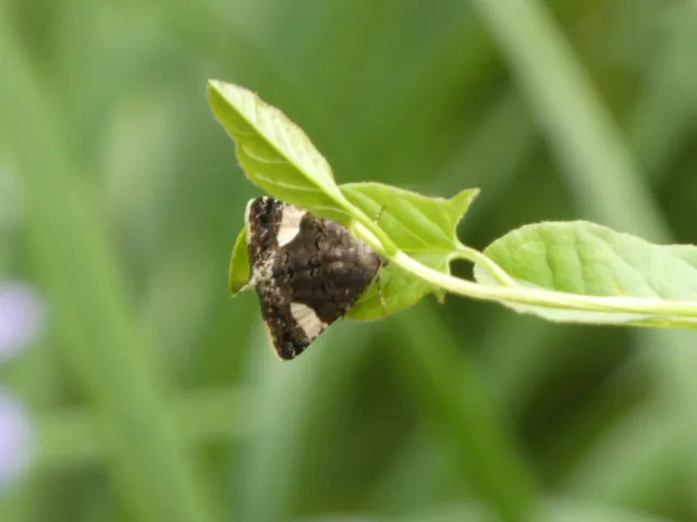 Tyta luctuosa - fekete nappalibagoly