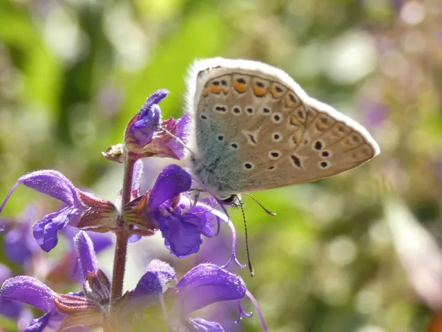 Polyommatus icarus - közönséges boglárka