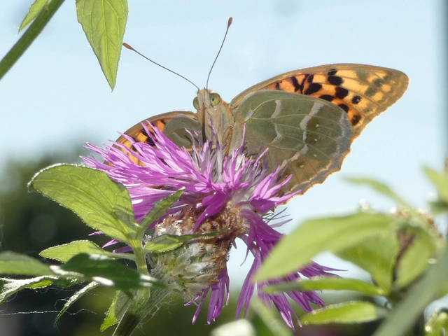 Argynnis pandora - zöldes gyöngyházlepke