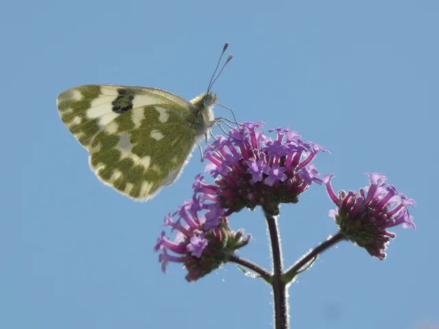 Pontia edusa - rezedalepke