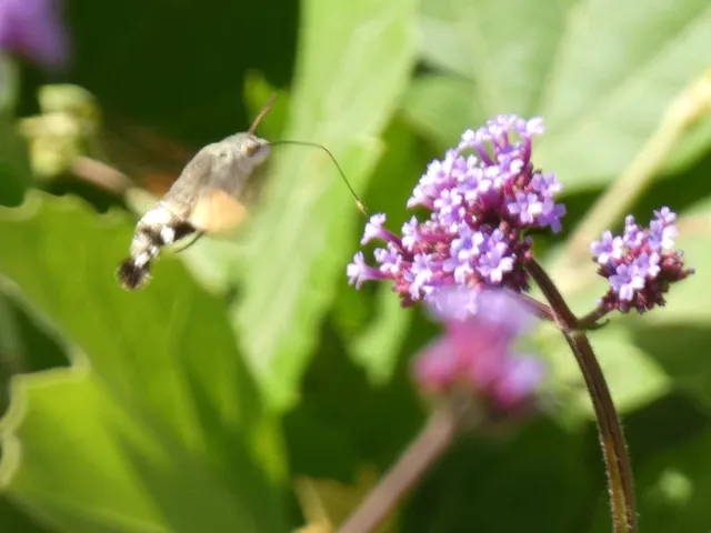 Macroglossum stellatarum - kacsafarkú szender