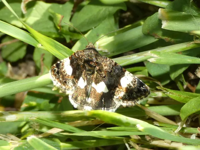 Tyta luctuosa - fekete nappalibagoly