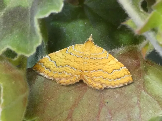Camptogramma bilineata - kétvonalas sávosaraszoló
