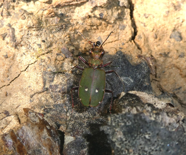Cicindela campestris - mezei homokfutrinka