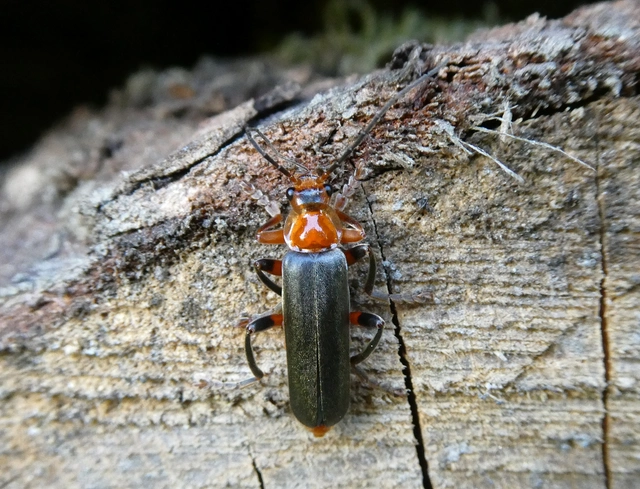 Cantharis livida - mezei lágybogár