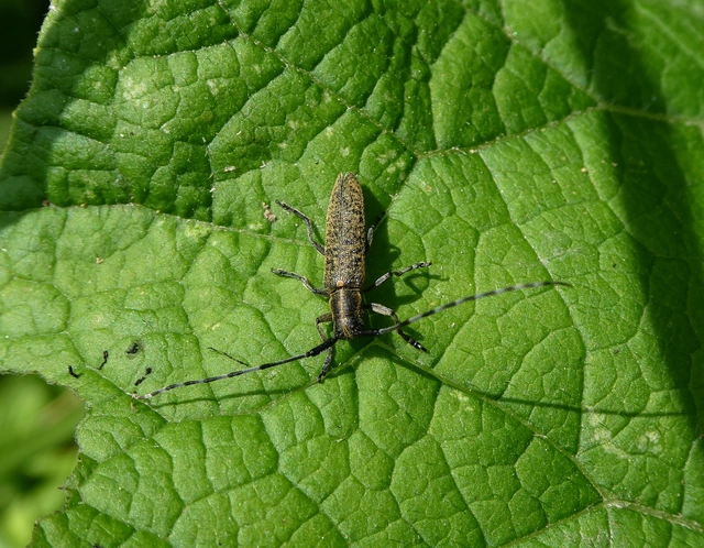 Agapanthia villosoviridescens - fehérgyűrűs bogáncscincér