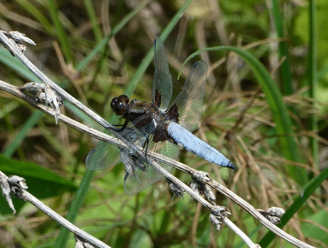 Libellula depressa - széles laposacsa