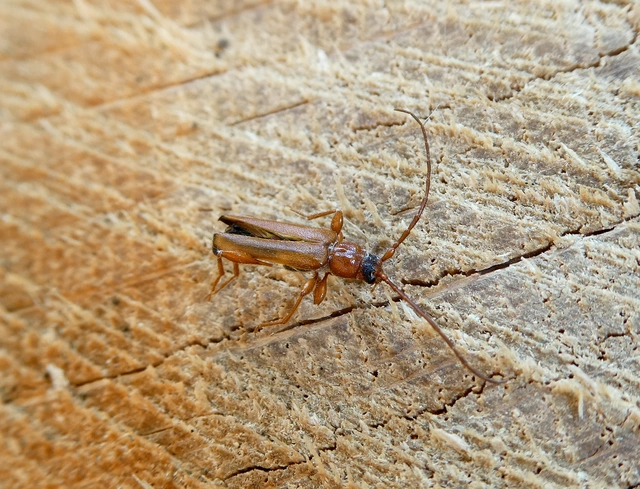 Phymatodes testaceus - változékony korongcincér Phymatodes testaceus - változékony korongcincér