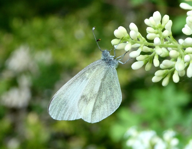 Leptidea sinapis - mustárlepke