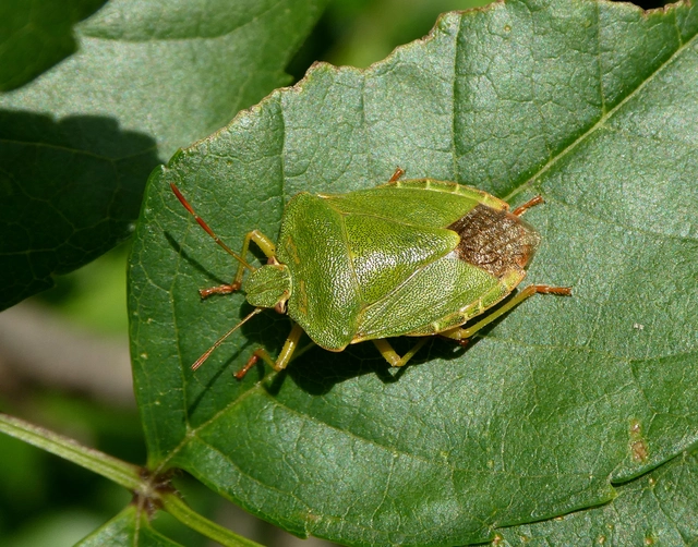 Palomena prasina - zöld bogyómászó-poloska Palomena prasina - zöld bogyómászó-poloska