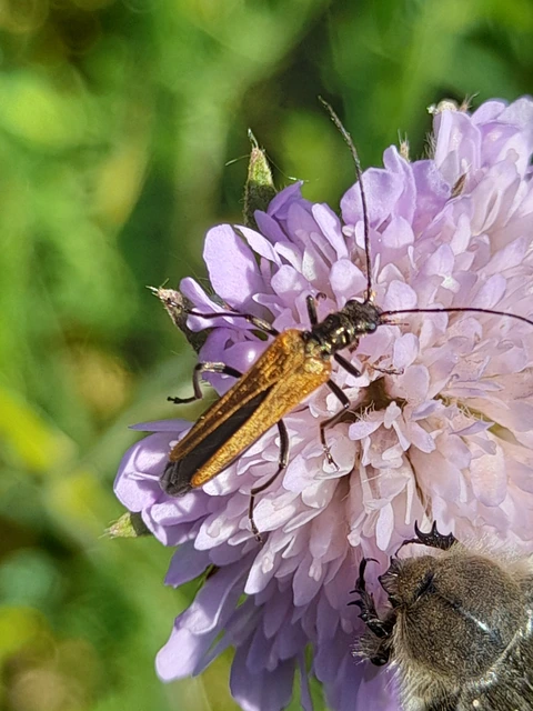 Oedemera femorata - sárgahátú álcincér