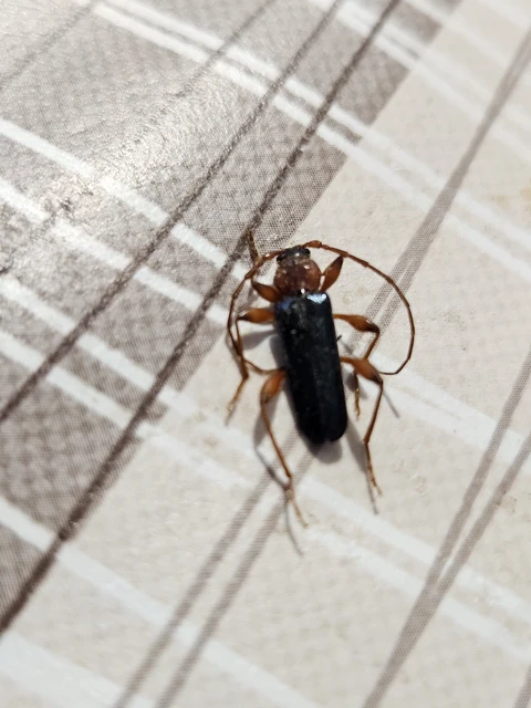 Phymatodes testaceus - változékony korongcincér Phymatodes testaceus - változékony korongcincér