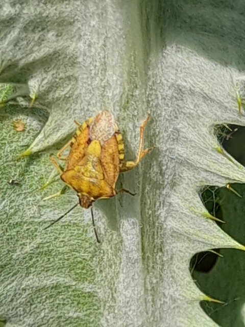 Carpocoris Carpocoris