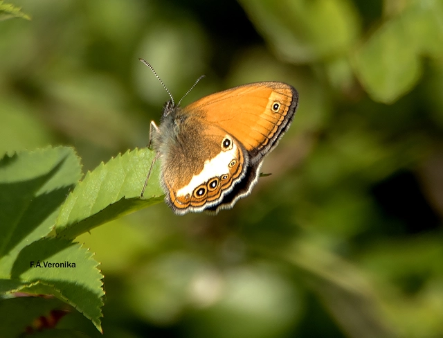 Coenonympha arcania - fehéröves szénalepke