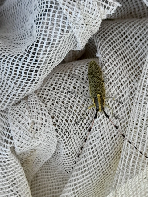Agapanthia villosoviridescens - fehérgyűrűs bogáncscincér
