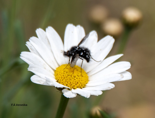 Bombylella atra - ezüstpettyes pöszörlégy