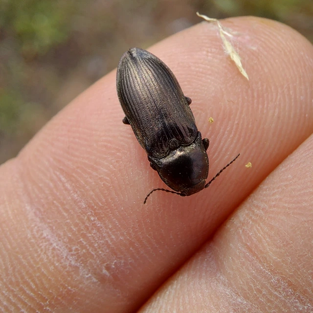 Selatosomus latus - széles pattanó