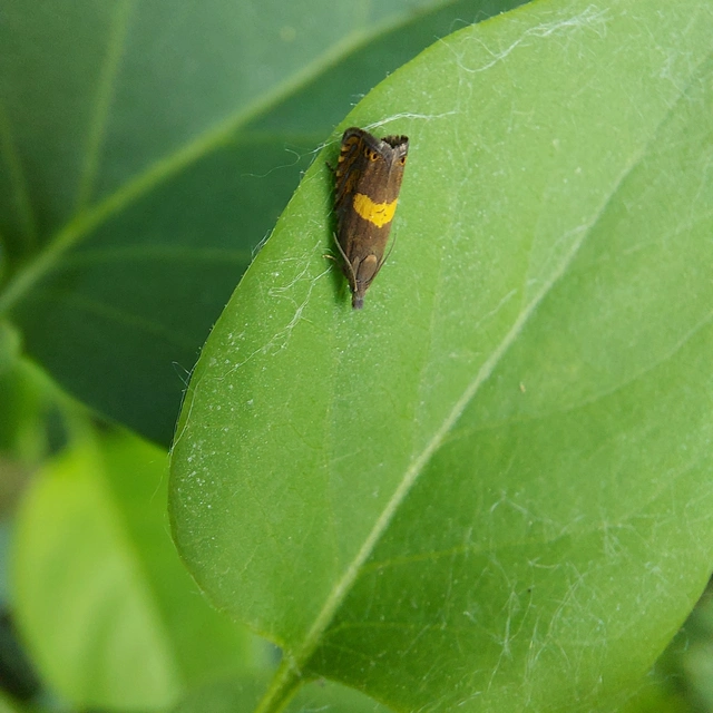 Dichrorampha