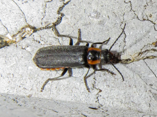 Cantharis obscura - sötét lágybogár