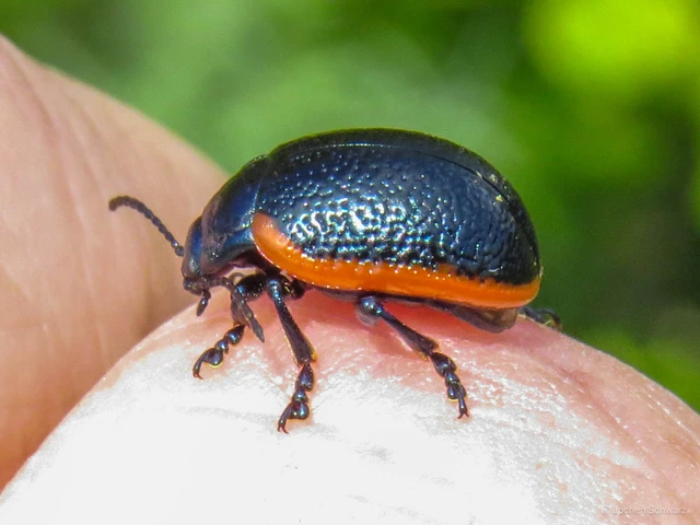 Chrysolina rossia - trapézhátú szegélyeslevelész