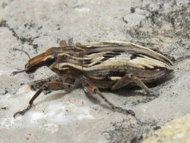Coniocleonus nigrosuturatus - nyíljegyes barkó
