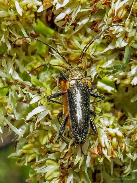 Cortodera humeralis - négyfoltos cserjecincér