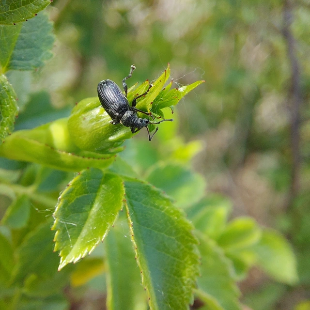Phyllobius pyri - gyümölcsfa-levélormányos