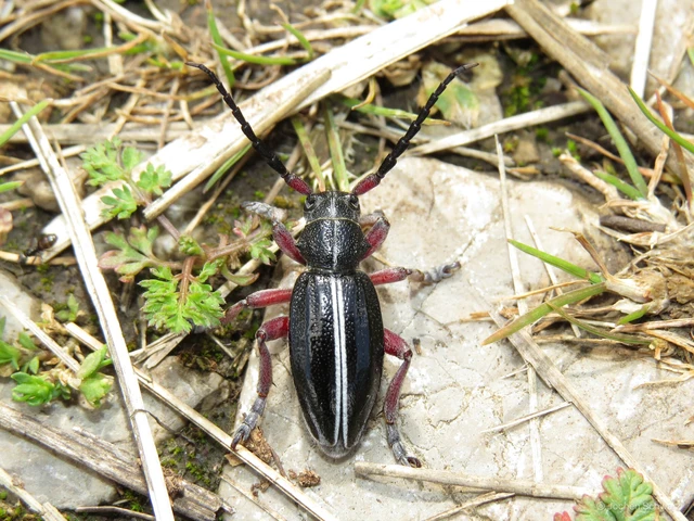 Dorcadion pedestre - kétsávos gyalogcincér