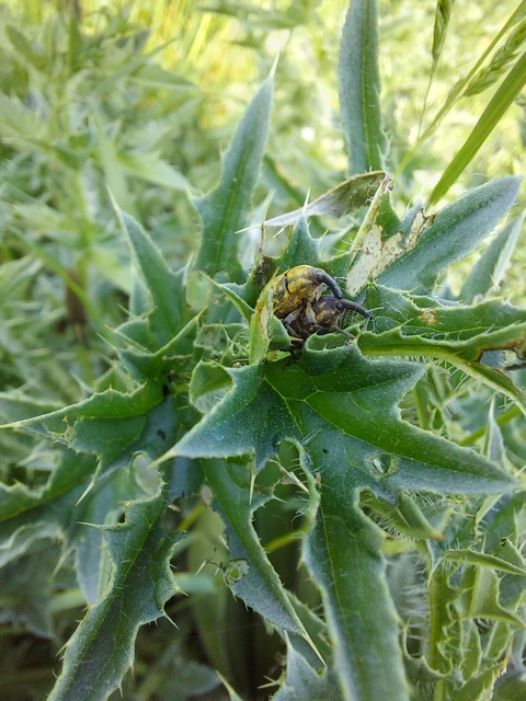 Larinus