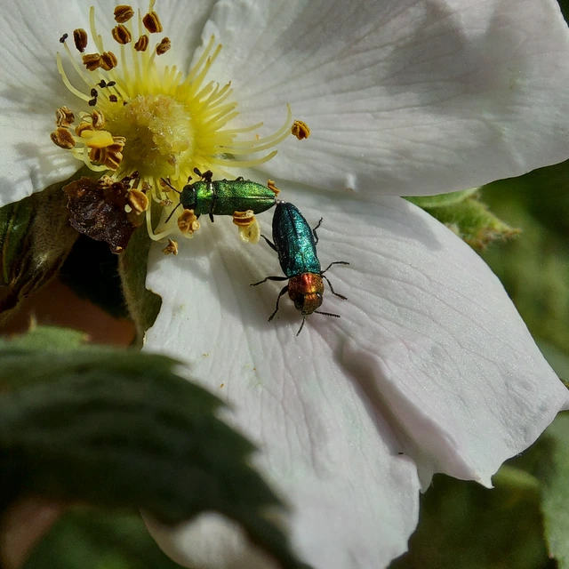 Anthaxia nitidula - ragyogó virágdíszbogár