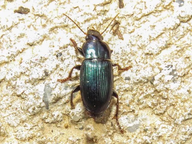 Harpalus honestus - azúrkék lomhafutó