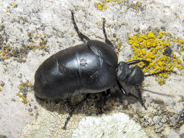 Meloe scabriusculus - érdes nünüke