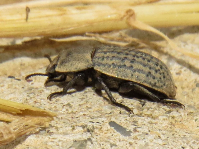 Opatrum sabulosum - sároshátú gyászbogár