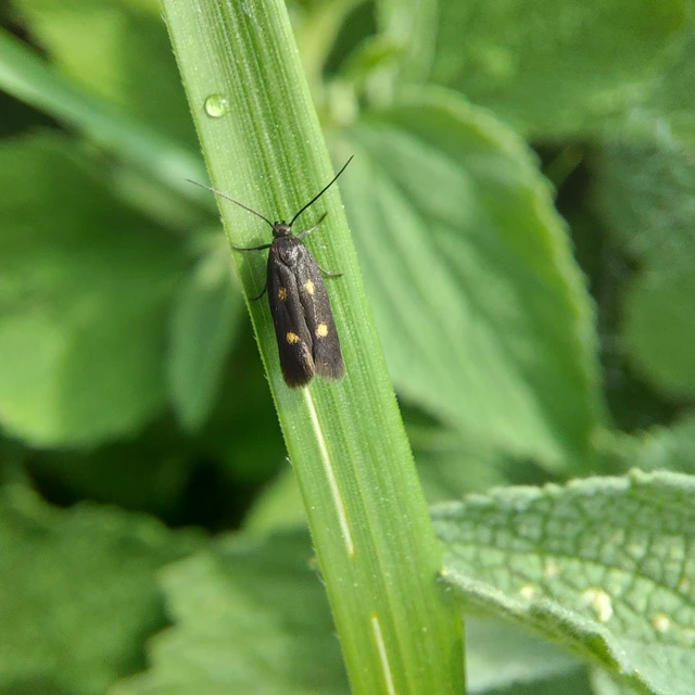 Parascythris muelleri - kétpettyes zöldmoly