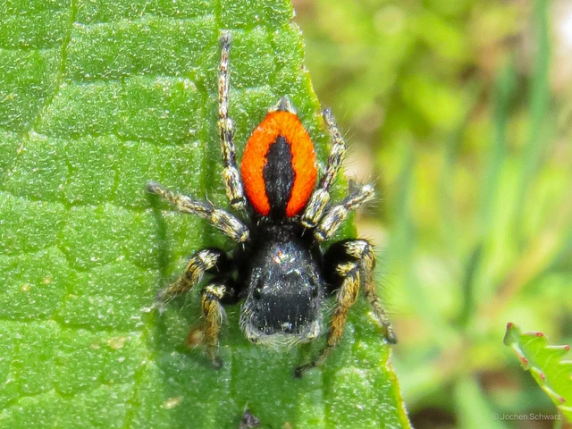 Philaeus chrysops - piros ugrópók