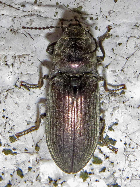 Selatosomus latus - széles pattanó