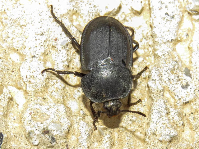 Silpha obscura - közönséges dögbogár