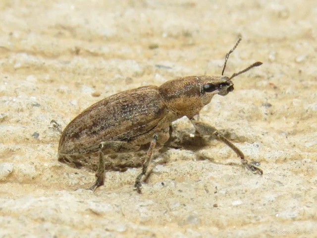 Tanymecus palliatus - közönséges hegyesfarúbarkó
