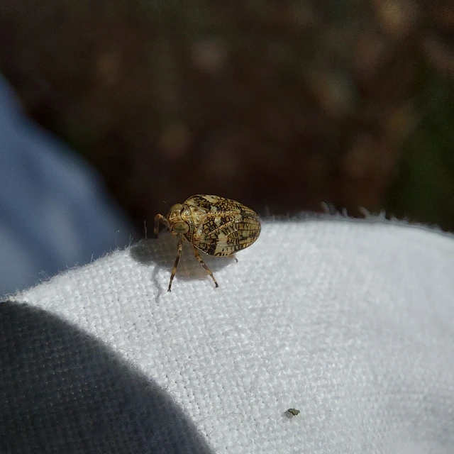 Issus muscaeformis