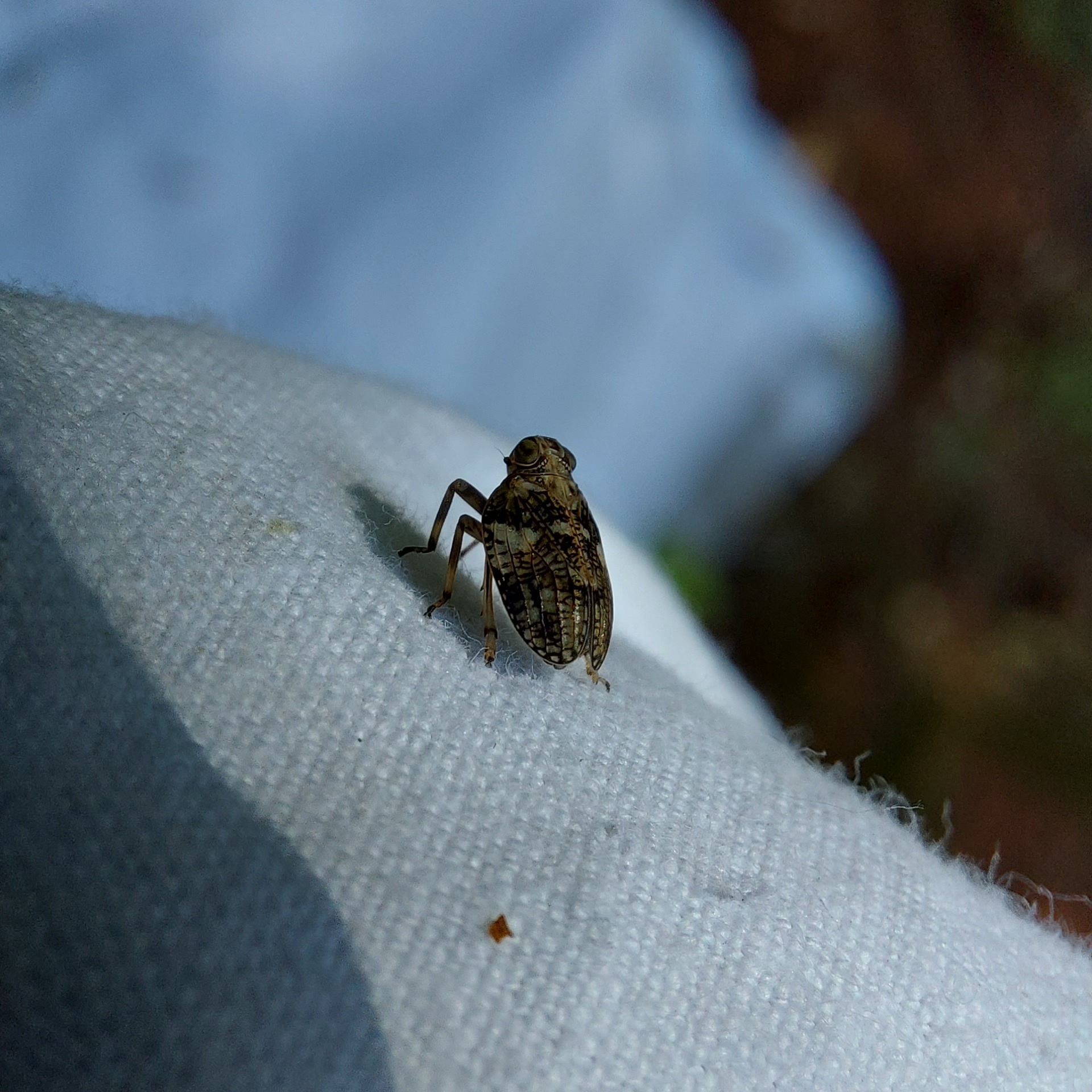 Issus muscaeformis