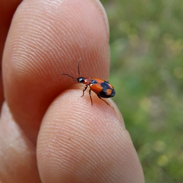 Lebia cruxminor - keresztes cserjefutó