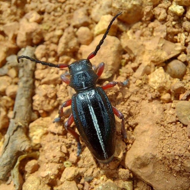 Dorcadion pedestre - kétsávos gyalogcincér
