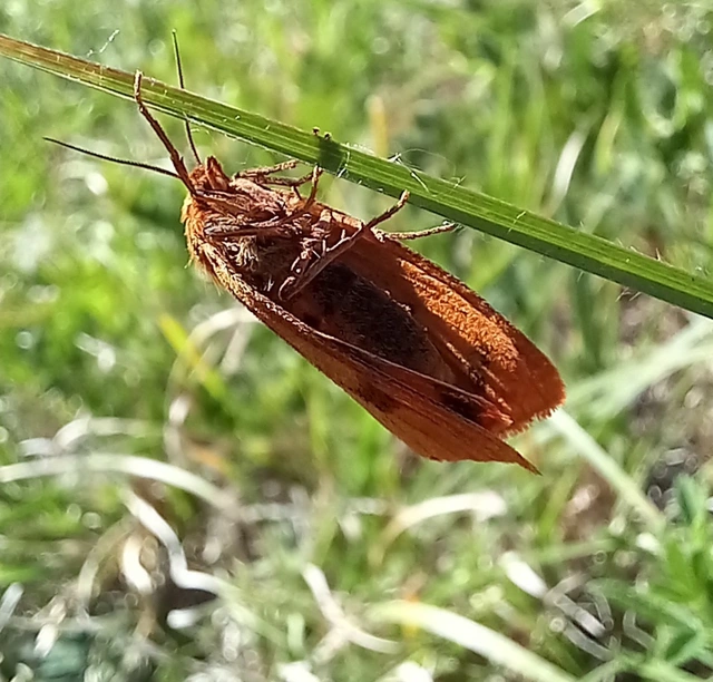 Diacrisia sannio - vörösszélű medvelepke