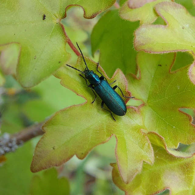 Ischnomera