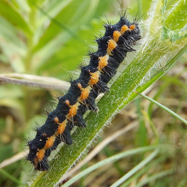 Saturnia pavoniella/pavonia