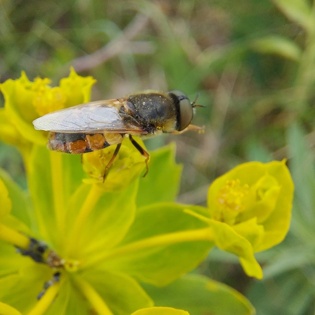 Stratiomyidae - katonalégyfélék